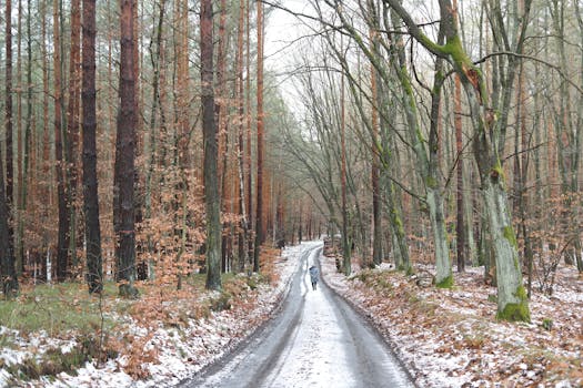 peaceful walking path