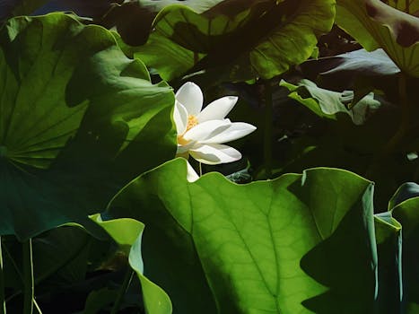 serene meditation environment